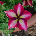 Petunia Crazytunia Mandeville